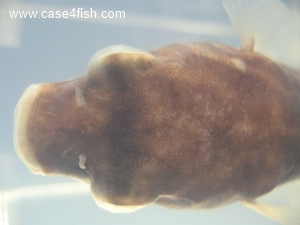 Foto Galerie/Tetraodontiformes/Tetraodon lineatus/Tetraodon lineatus_08_S.jpg